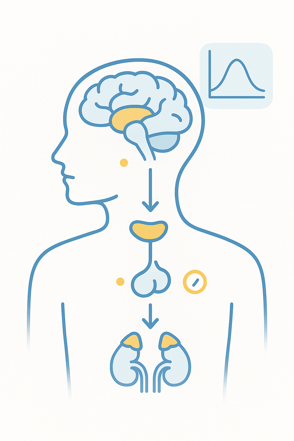 Ilustrarea circuitului dopaminei în creier